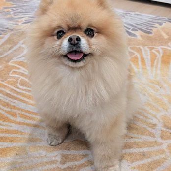 Seattle Canine Club - Pet Groomers Near Me - Seattle, Washington