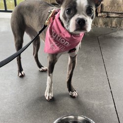 Mellow Mushroom - Pups are welcome!
