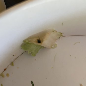 Starbird Chicken - Fly in my chopped chicken salad - Chicken Shop Near Me - Walnut Creek, California