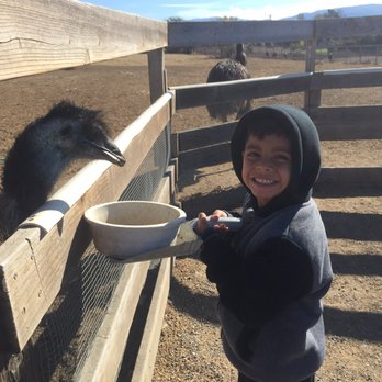 Ostrichland USA - An emu, less vicious than the ostrich. - Attraction Farms Near Me - Solvang, California Ostrichland USA - An emu, less vicious than the ostrich. - Attraction Farms Near Me - Solvang, California