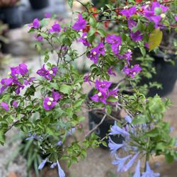Add vibrant color to your garden with hardy Bougainvillea! A perfect, low-maintenance plant that thrives in sunny spots.