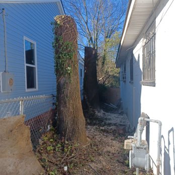 E&N Tree Services - Tree Services Near Me E&N Tree Services - Tree Services Near Me
