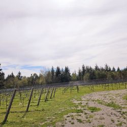 Sailor Vineyard - Vineyard
