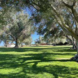 Olive Grove Community Park - Lots of shade
