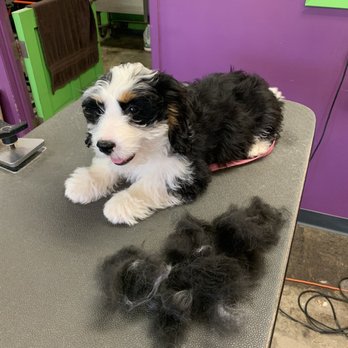 Castle K-9 - Wow - lots of hair removed via brushing only! - Pet Groomers Near Me - Torrance, California Castle K-9 - Wow - lots of hair removed via brushing only! - Pet Groomers Near Me - Torrance, California
