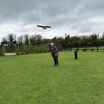 Falconry Kerry - Tours Near Me - Inchicullane, Kentucky