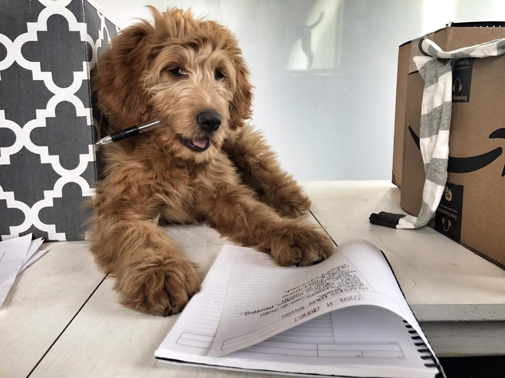 THE POSH PAW Updated September 2024 41 Photos & 31 Reviews 52 N