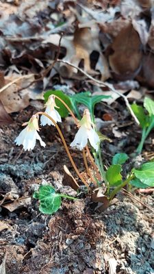 Devils Fork State Park by null