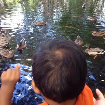 Moanalua Gardens - Feeding the fish and ducks...pellets - Parks Near Me - Honolulu, Hawaii Moanalua Gardens - Feeding the fish and ducks...pellets - Parks Near Me - Honolulu, Hawaii