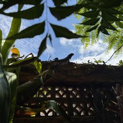 Hotel Cielo Rojo - Iguana