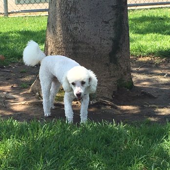 Butterfield Dog Park - Nice trees to sniff and pee on. - Dog Parks Near Me - Corona, California