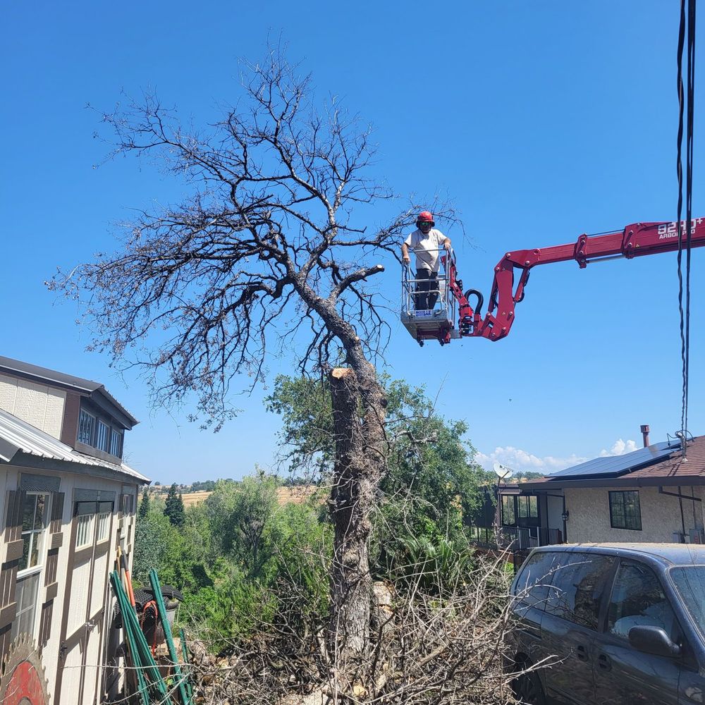 McMillan Tree Services - Tree Services Near Me - Chico, California McMillan Tree Services - Tree Services Near Me - Chico, California