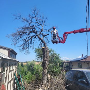McMillan Tree Services - A person wearing a helmet operates a cherry picker to prune a tall, leafless tree in a neighborhood with houses and a clear blue sky. - Tree Services Near Me - Chico, California