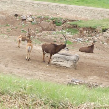 Africa Tram - Lots of wildlife to see from the tram. - Zoos Near Me - Escondido, California