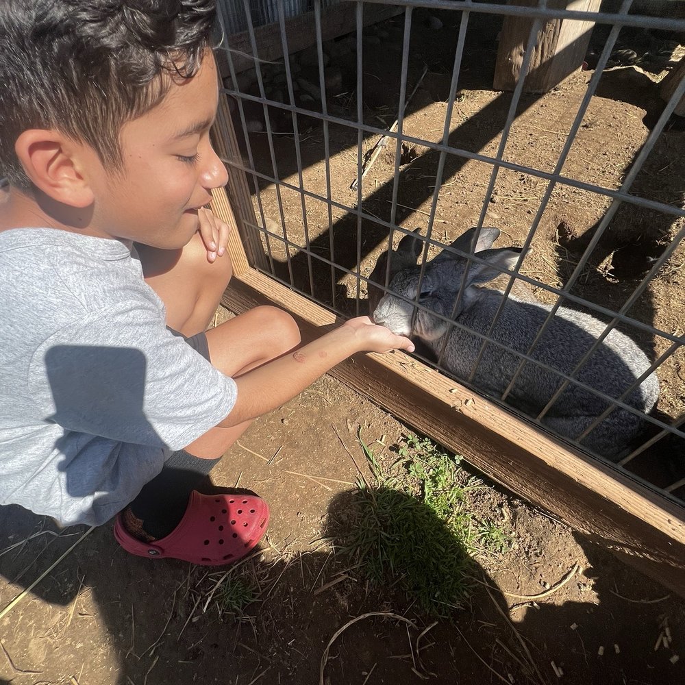 Back-to-Eden Ranch - Petting rabbits! - Attraction Farms Near Me - Gilroy, California Back-to-Eden Ranch - Petting rabbits! - Attraction Farms Near Me - Gilroy, California