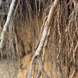 Lake Almanor - Exposed roots where water is down