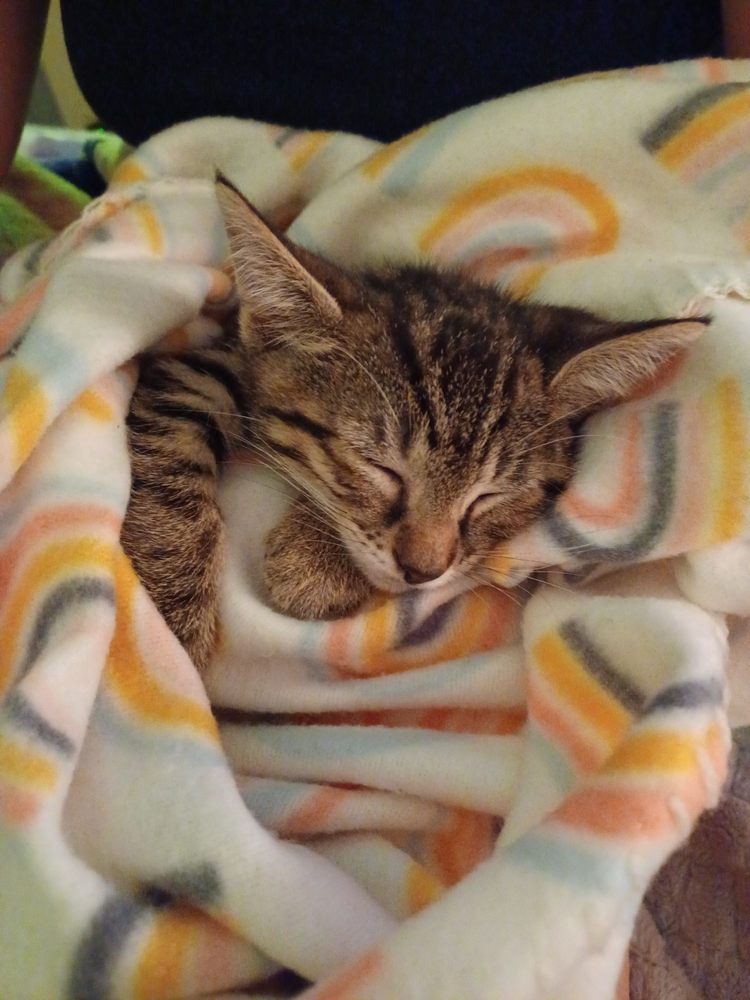 MANDARIN ANIMAL HOSPITAL Updated June 2024 16 Photos & 30 Reviews