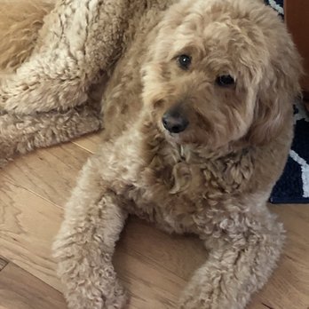 Bark Me Beautiful - Cooper (5 yrs old) loves Kellie at Bark Me Beautiful-- so do we!! - Pet Groomers Near Me - Longmont, Colorado Bark Me Beautiful - Cooper (5 yrs old) loves Kellie at Bark Me Beautiful-- so do we!! - Pet Groomers Near Me - Longmont, Colorado