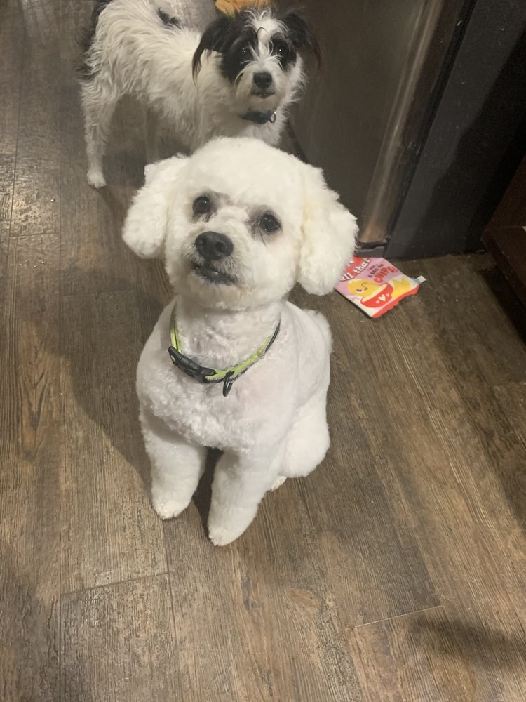 BUBBLES AND BOWS PET SALON Updated September 2024 283 John R Junkin Dr, Natchez, Mississippi