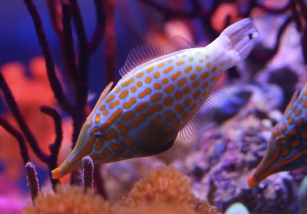 REEF LOUNGE USA Updated October 2024 590 Photos & 153 Reviews