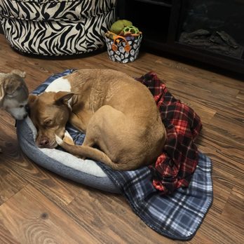 TrueCare for pets - Luna after surgery- thank you TruCare - Veterinarians Near Me - Studio City, California
