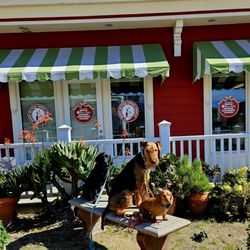 Ace Dog Training Services