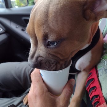 Dutch Bros Coffee - Coffee & Tea Near Me - Portland, Oregon Dutch Bros Coffee - Coffee & Tea Near Me - Portland, Oregon