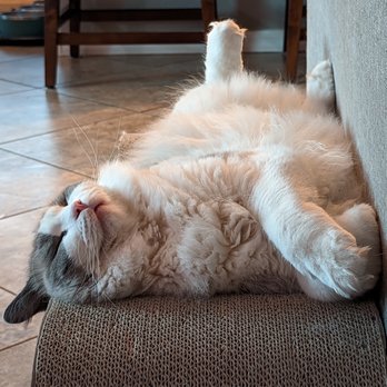 Prestige Pet Salon - Pet Groomers Near Me - Chandler, Arizona Prestige Pet Salon - Pet Groomers Near Me - Chandler, Arizona