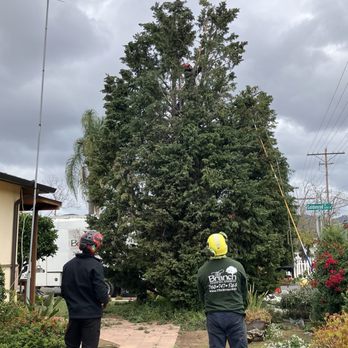 The Branch - Tree Services Near Me - San Marcos, California The Branch - Tree Services Near Me - San Marcos, California