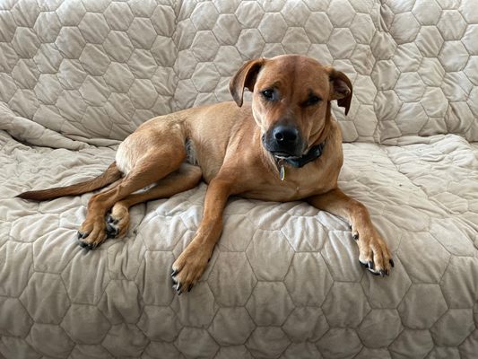 Sugar Land Animal Services