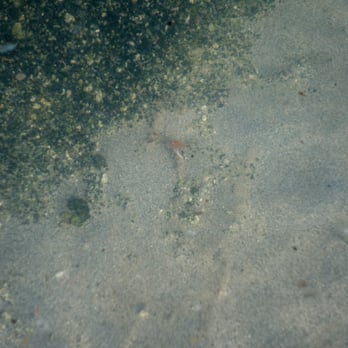 Great Salt Lake Marina - The little orange thing in the middle is a brine shrimp (sea monkey!). - Boating Near Me - Magna, Utah Great Salt Lake Marina - The little orange thing in the middle is a brine shrimp (sea monkey!). - Boating Near Me - Magna, Utah