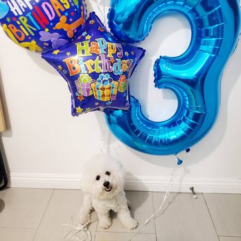 Redondo Dog - Pet Services Near Me - Carson, California
