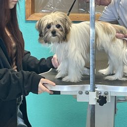 Tiffany'S Dog And Cat Grooming: Pamper Your Pets Today