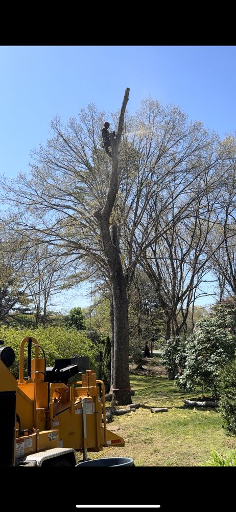 Remy Tree Service - tree service in Providence, RI