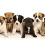 Photo of Pet Health Plus Veterinary Hospital