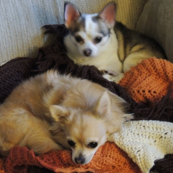 Ramapo Kennels - We treat your pet like one of the family - Pet Groomers Near Me - Pomona, New York Ramapo Kennels - We treat your pet like one of the family - Pet Groomers Near Me - Pomona, New York