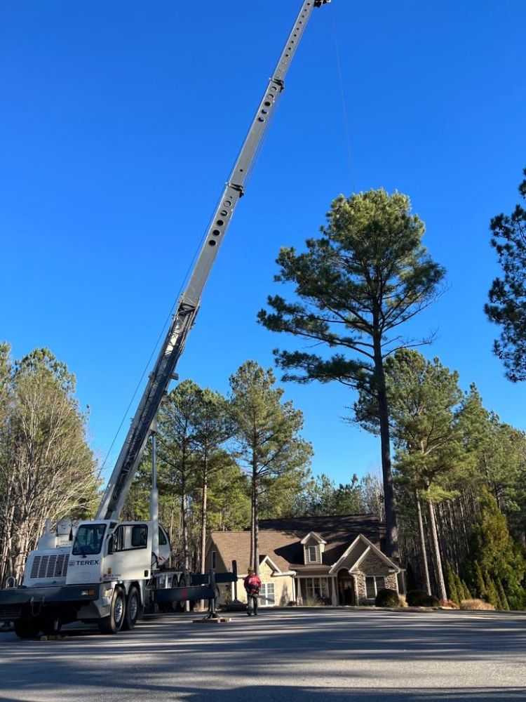 Molina's Tree Service And Landscaping - tree service in Raleigh, NC