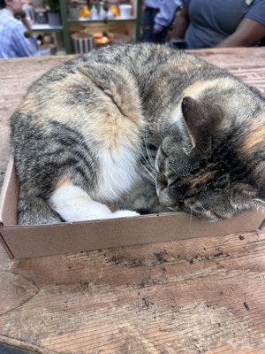 Ginkgo Gardens by null