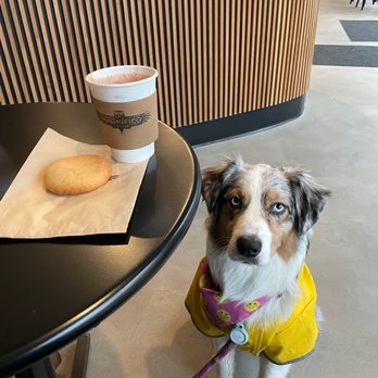 Magnifico Coffee Roasters - Guava pan de bono & Milo - A dog with blue eyes and a colorful bandana sits beside a table in a coffee shop, with a coffee cup and pastry on the table. - Coffee & Tea Near Me - Chicago, Illinois