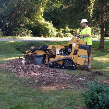 Family tree tree service - a man operating a tree stump - Tree Services Near Me Family tree tree service - a man operating a tree stump - Tree Services Near Me