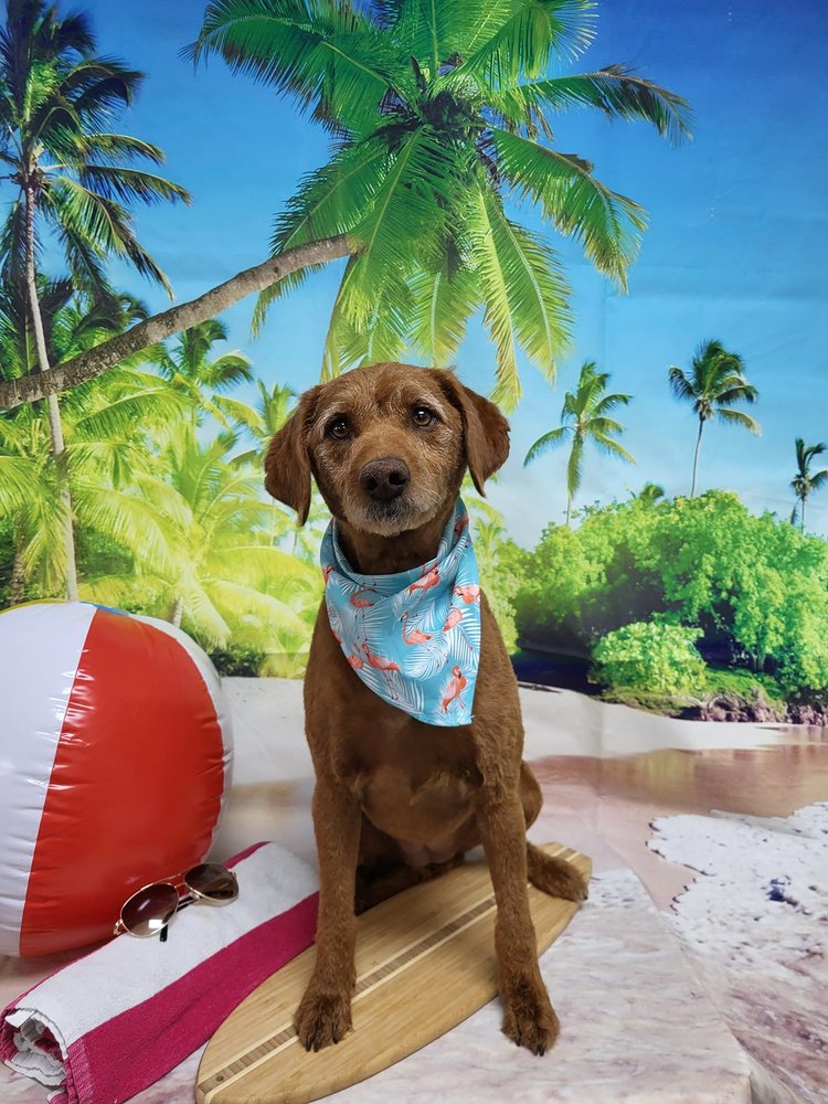 THE LUCKY DOG GROOMING COMPANY Updated October 2024 15 Photos 710