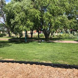 Riverwalk Park - Tree