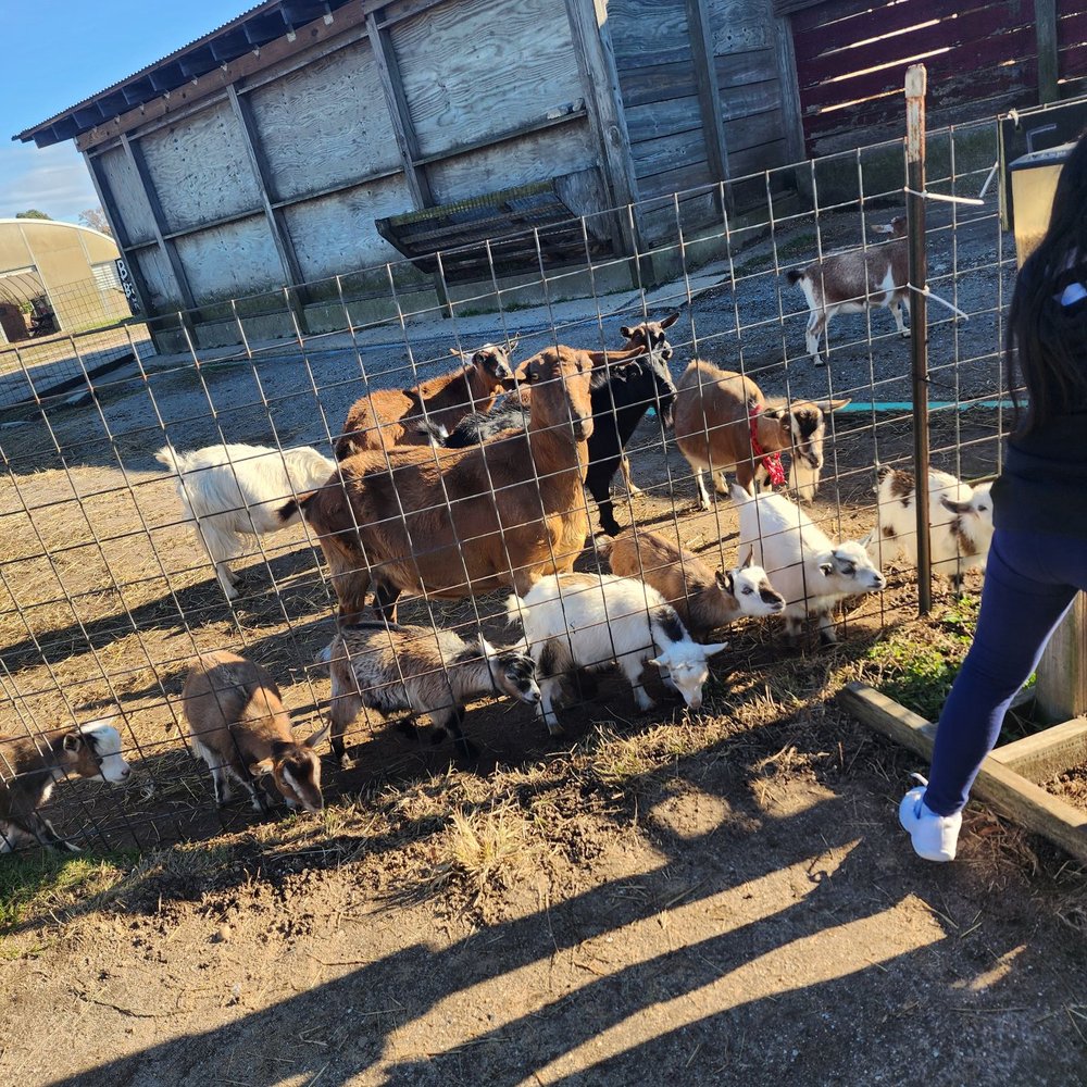 Bergey's Breadbasket - Goats - Bakeries Near Me - Chesapeake, Virginia