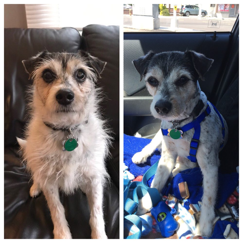 IT’S A PET’S WORLD 70 Photos & 32 Reviews Pet Groomers 147 Bridge St, Weymouth, MA Phone