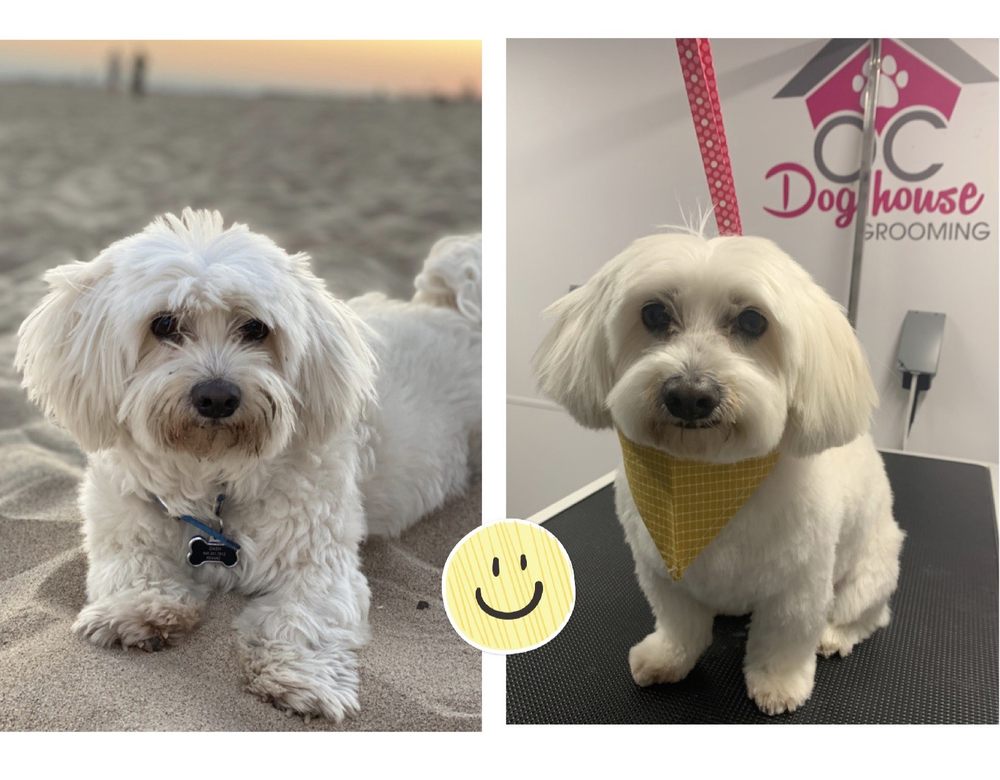 OC DOG HOUSE GROOMING Updated August 2024 270 Photos & 66 Reviews