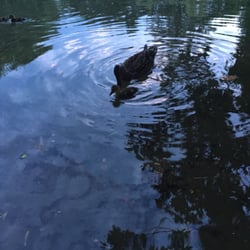 Parc Westmount - Female mallard duck and her babies