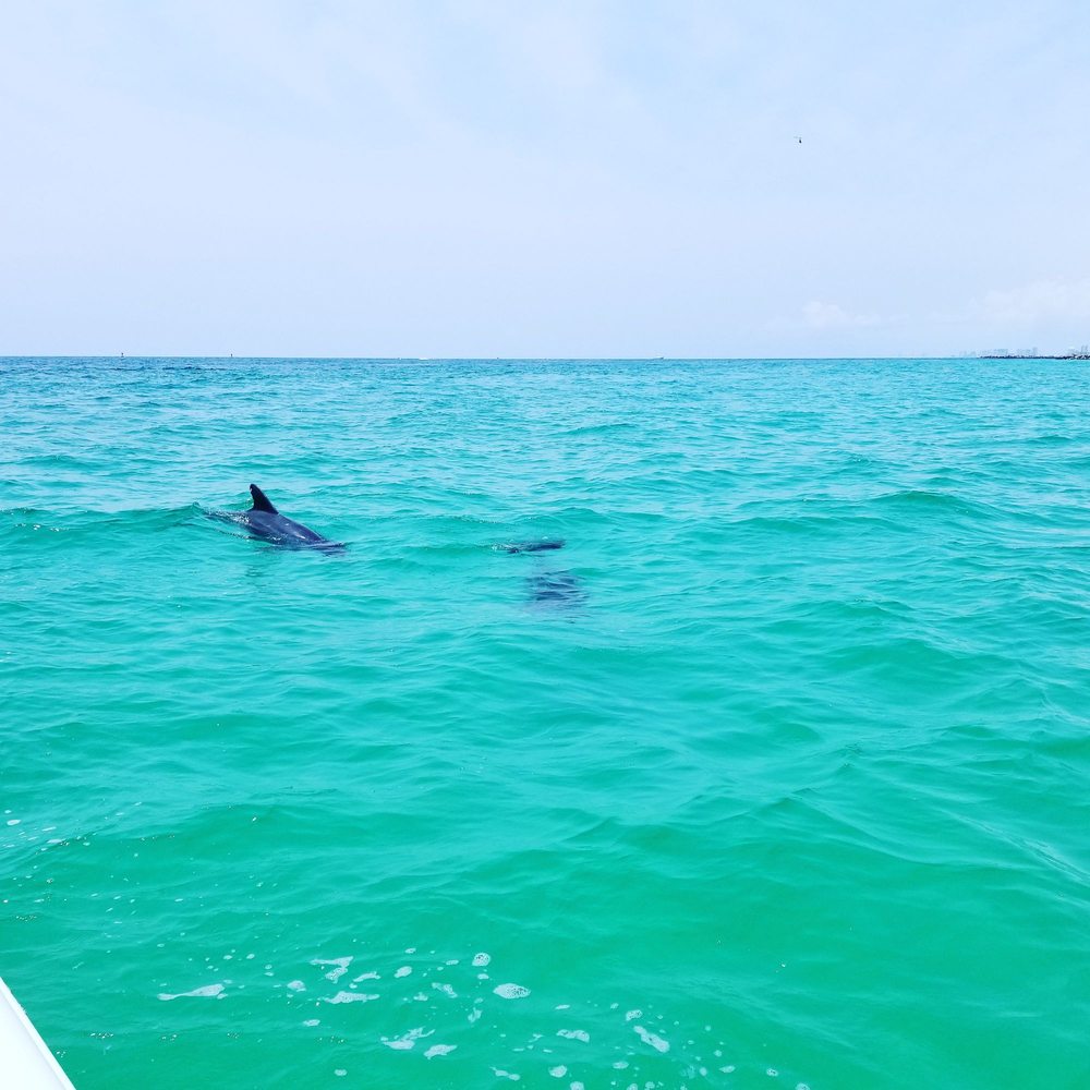 Wild Dolphin Tours - Dolphins - Boating Near Me - islamorada, Florida Wild Dolphin Tours - Dolphins - Boating Near Me - islamorada, Florida