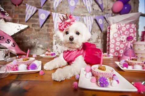 Puppy Parties NYC