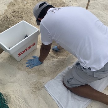 Live Aqua Resort - Digging out baby sea turtles - Resorts Near Me - Cancún, ROO
