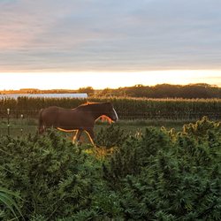 Bees and Weeds - Clydesdale and Hemp Field